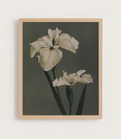 Iris Kaempferi