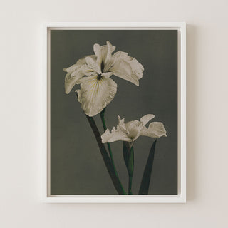 IRIS KAEMPFERI - Museum Quality Art