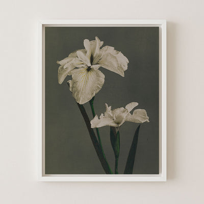 IRIS KAEMPFERI - Museum Quality Art