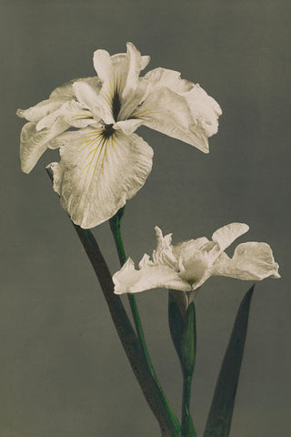 IRIS KAEMPFERI