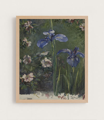 IRIS STUDY - Museum Quality Art
