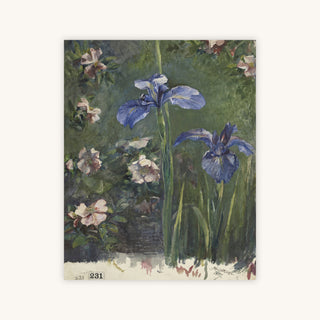IRIS STUDY — Primary Image