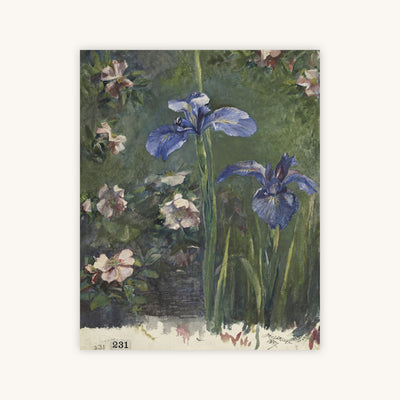IRIS STUDY — Primary Image