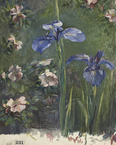 IRIS STUDY