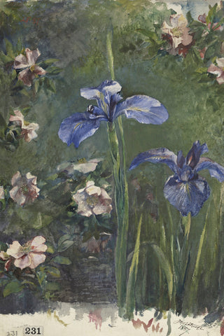 IRIS STUDY