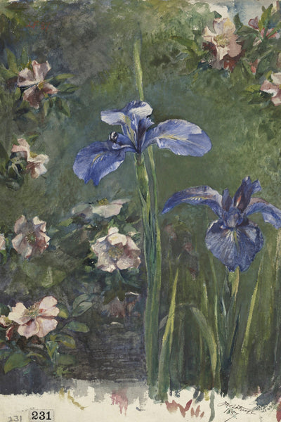 IRIS STUDY