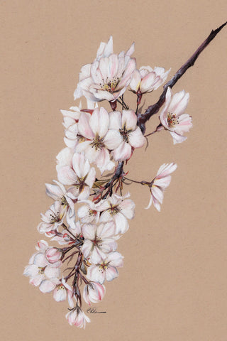 JAPANESE CHERRY BLOSSOMS - Museum Quality Art