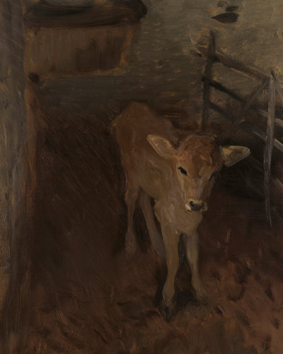 A JERSEY CALF