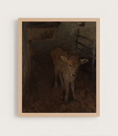 A Jersey Calf