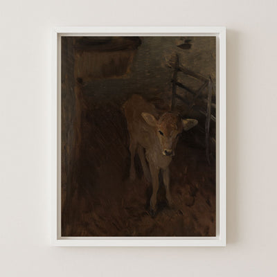 A Jersey Calf