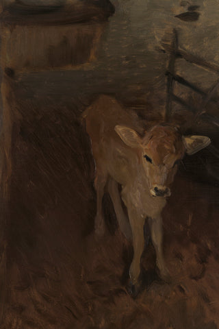 A JERSEY CALF