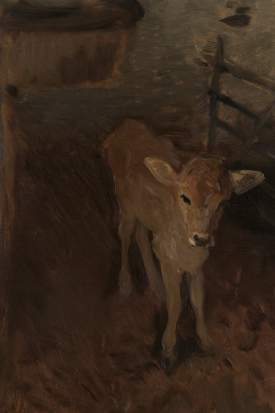 A JERSEY CALF