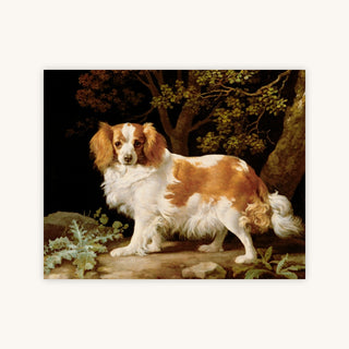 KING CHARLES SPANIEL IN A WOODED LANDSCAPE — Primary Image