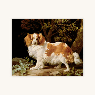 KING CHARLES SPANIEL IN A WOODED LANDSCAPE — Primary Image