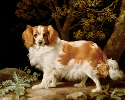 KING CHARLES SPANIEL IN A WOODED LANDSCAPE