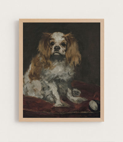 King Charles Spaniel