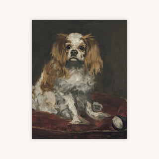 KING CHARLES SPANIEL — Primary Image