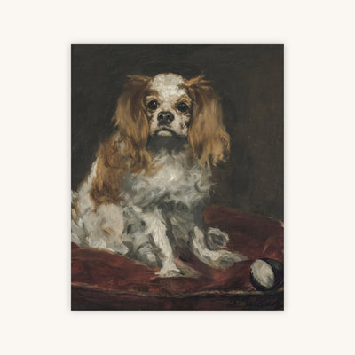 KING CHARLES SPANIEL — Primary Image