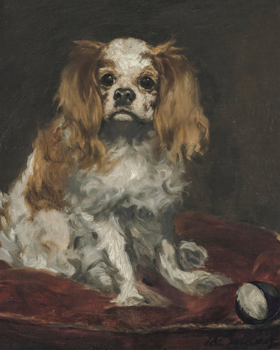 KING CHARLES SPANIEL