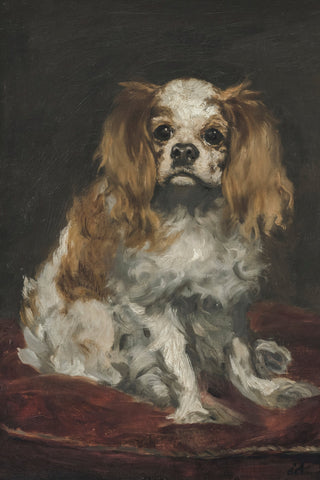 KING CHARLES SPANIEL