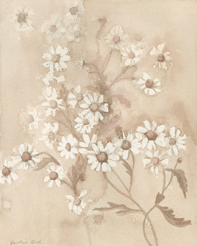 La Camomille