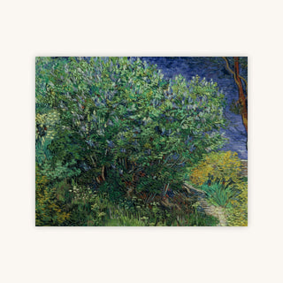 LILAC BUSH — Primary Image