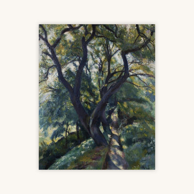 LIVE OAK — Primary Image