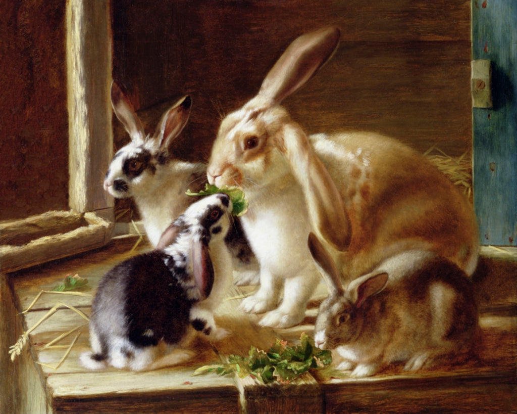 Long-Eared Rabbits - Horatio Henry Couldery Art Prints - Museum Quality Art