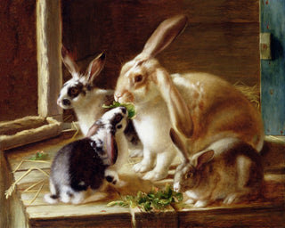 Long-Eared Rabbits