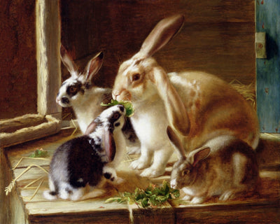 Long-Eared Rabbits