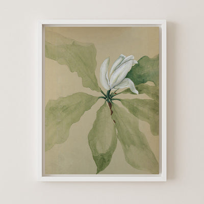 MAGNOLIA BLOSSOM II - Museum Quality Art