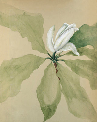 MAGNOLIA BLOSSOM II - Museum Quality Art