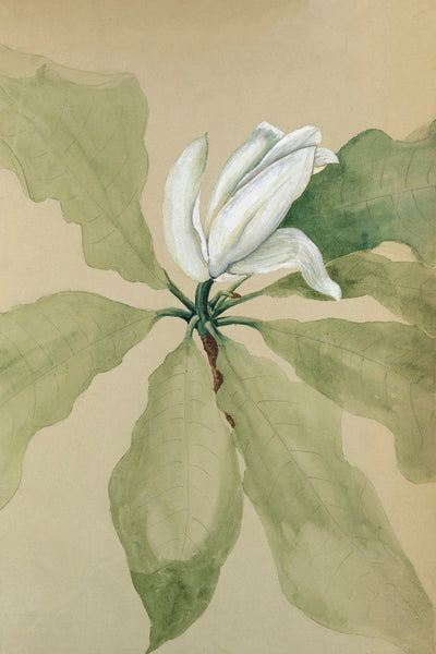MAGNOLIA BLOSSOM II - Museum Quality Art