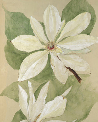 MAGNOLIA BLOSSOM I - Museum Quality Art