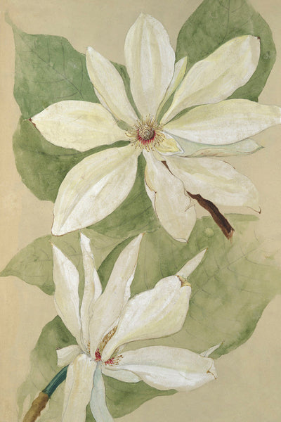 MAGNOLIA BLOSSOM I - Museum Quality Art