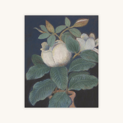 Magnolia Blossoms — Primary Image