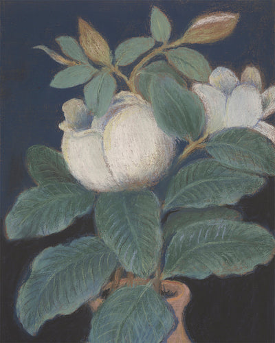Magnolia Blossoms