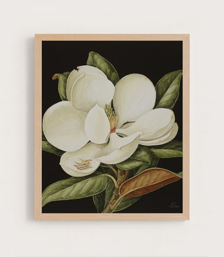 Magnolia Grandiflora