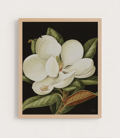 Magnolia Grandiflora