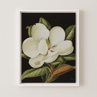 Magnolia Grandiflora