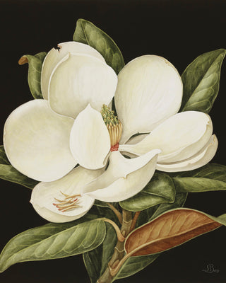 MAGNOLIA GRANDIFLORA - Museum Quality Art