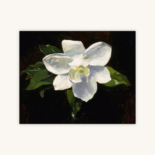 MAGNOLIA — Primary Image