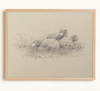 Merino Sheep