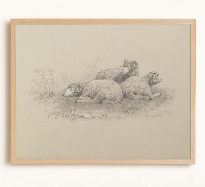 Merino Sheep