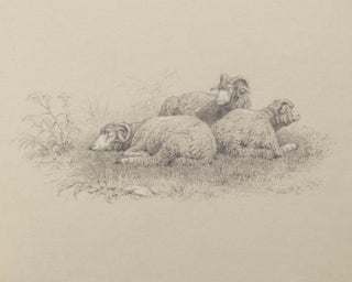 Merino Sheep