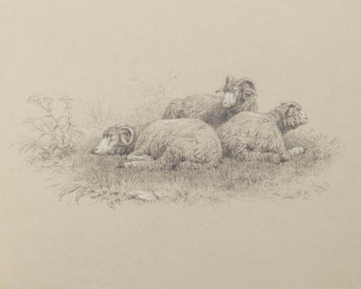 Merino Sheep
