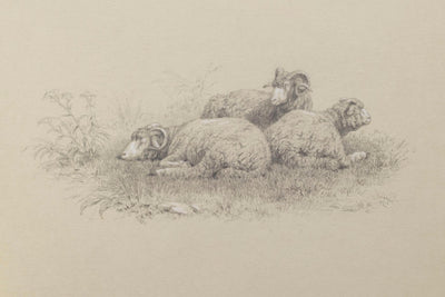 Merino Sheep