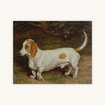 MY FAVOURITE DACHSHUND — Primary Image