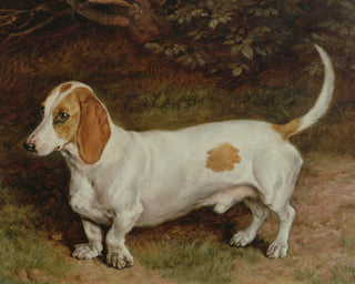 MY FAVOURITE DACHSHUND