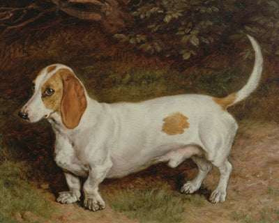 MY FAVOURITE DACHSHUND